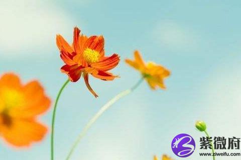 摩羯座怎样减肥 摩羯座减肥能成功吗