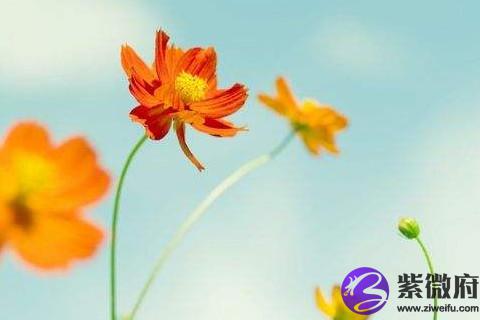 双鱼座2020年运势看爱情 2020年双鱼座感情运如何