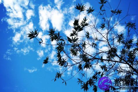 处女座和什么星座最配 处女最佳配对星座