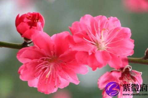 天秤座桃花运旺吗 天秤座的人如何旺桃花