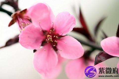 摩羯座桃花运旺吗 摩羯座的人如何旺桃花
