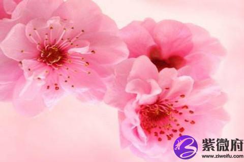 狮子座桃花运旺吗 狮子座的人如何旺桃花