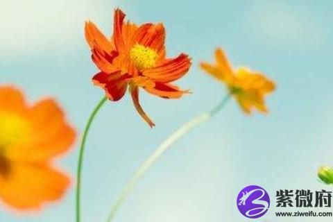 双子座桃花运如何提升 双子座招桃花运的方法