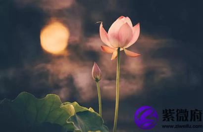 2020年农历什么时候出伏第一天，处暑和出伏的区别(图文)