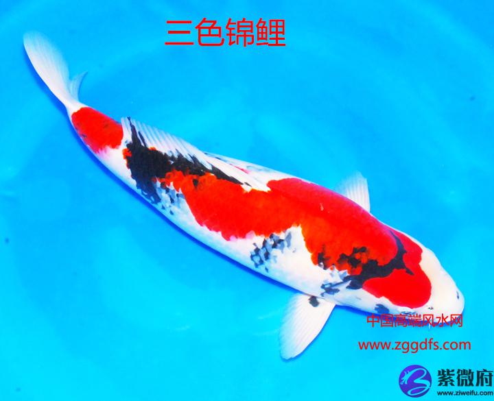 锦鲤怎么养，养风水鱼应注意什么(图文)