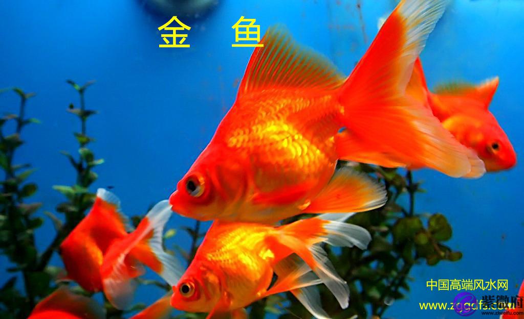 锦鲤怎么养，养风水鱼应注意什么(图文)