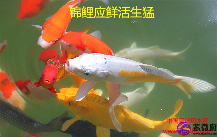 锦鲤怎么养，养风水鱼应注意什么(图文)