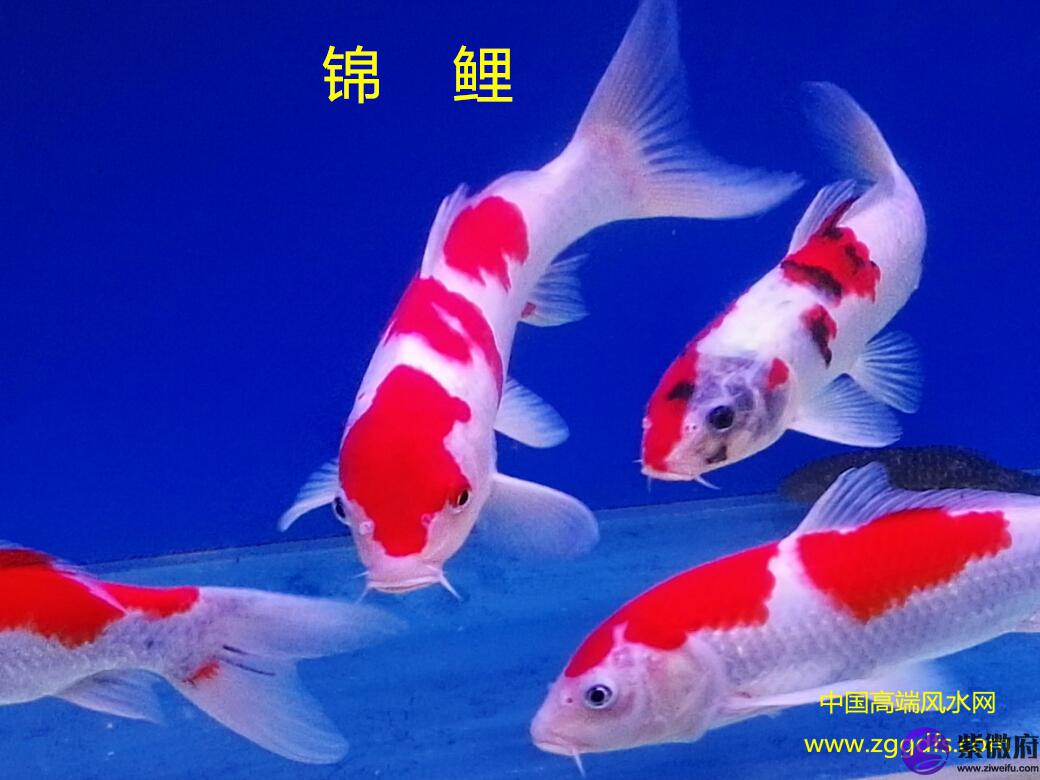 锦鲤怎么养，养风水鱼应注意什么(图文)