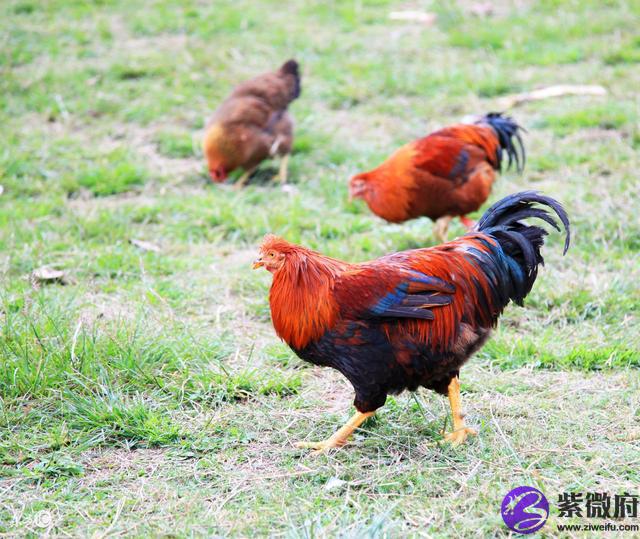 1993年属鸡农历4月15什么星座