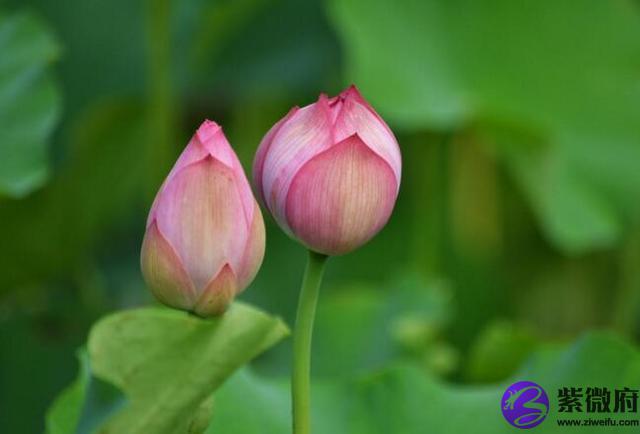 6月6曰是什么星座