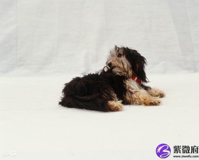 1958年属狗是什么星座