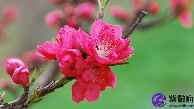 2001农历五月初五是什么星座