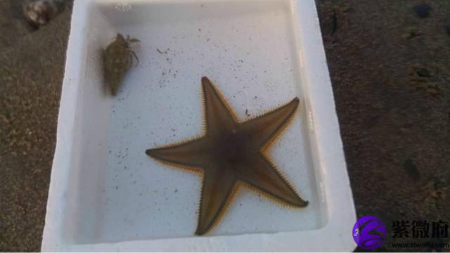 营海星座