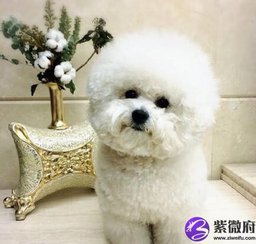 星座喜欢的狗