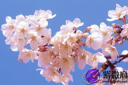 十一月二十五是什么星座