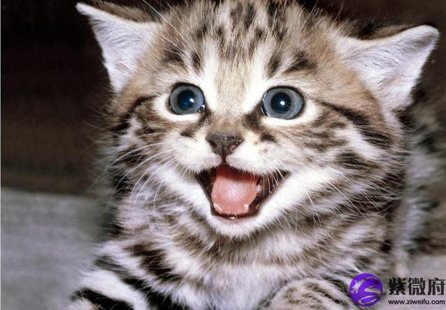 2001年12月2农历星座